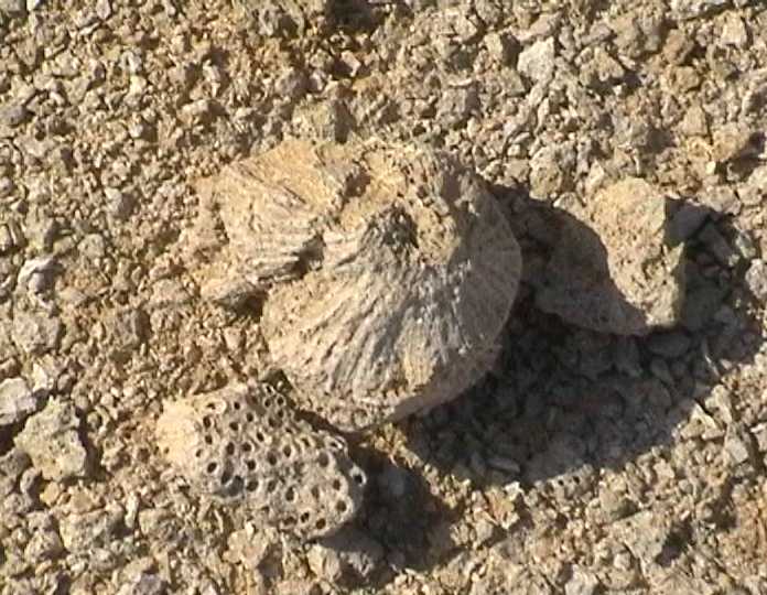 coraltopview