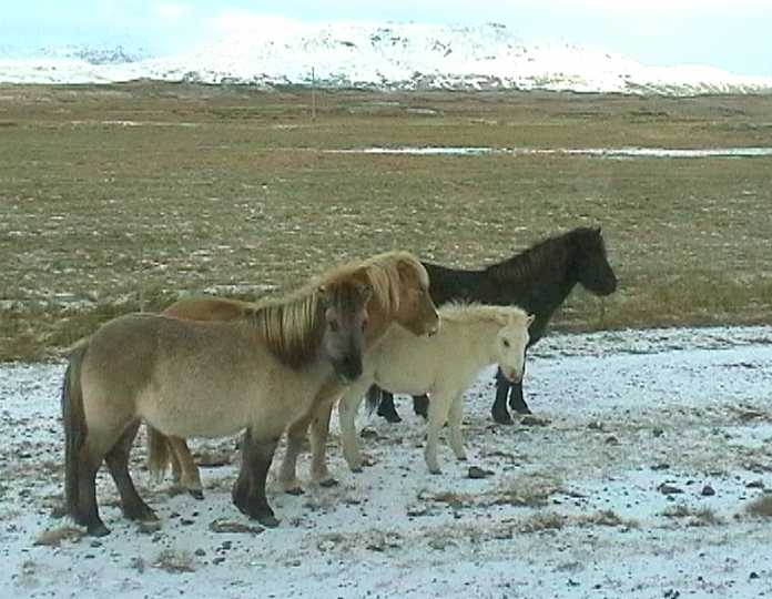 icelandichorses