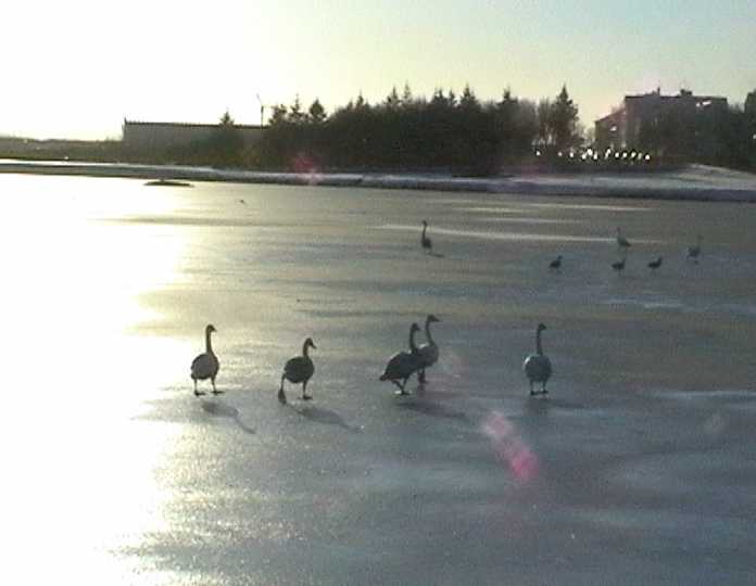 swanonice