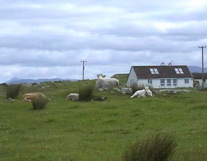 cowlandscape
