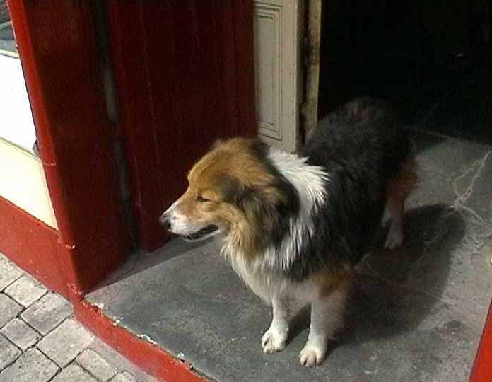 dingledog2