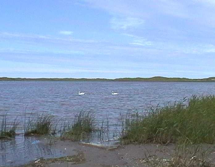 swans