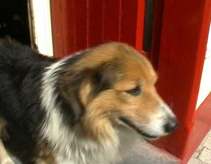 dingledog