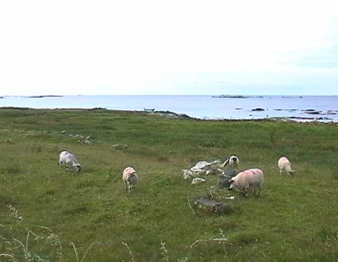 sheep